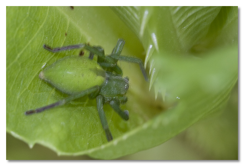 Larinioides, Phlegra, Micrommata, ....